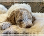 Small Photo #2 Goldendoodle Puppy For Sale in DAVIS, CA, USA