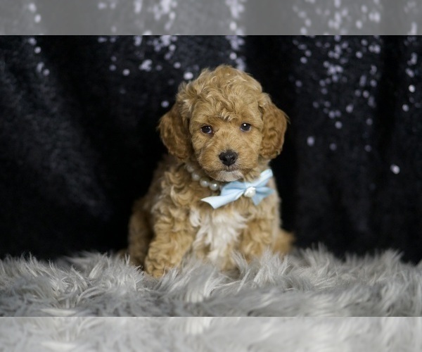 Medium Photo #6 Goldendoodle (Miniature) Puppy For Sale in WARSAW, IN, USA