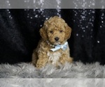 Small #5 Goldendoodle (Miniature)
