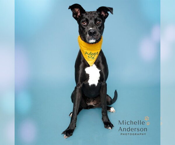 Medium Photo #2 Labrador Retriever-Staffordshire Bull Terrier Mix Puppy For Sale in Corona, CA, USA