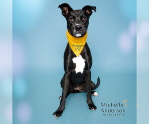 LAYLA - Female Labrador Retriever-Staffordshire Bull Terrier Mix Dog for Adoption - Photo #2