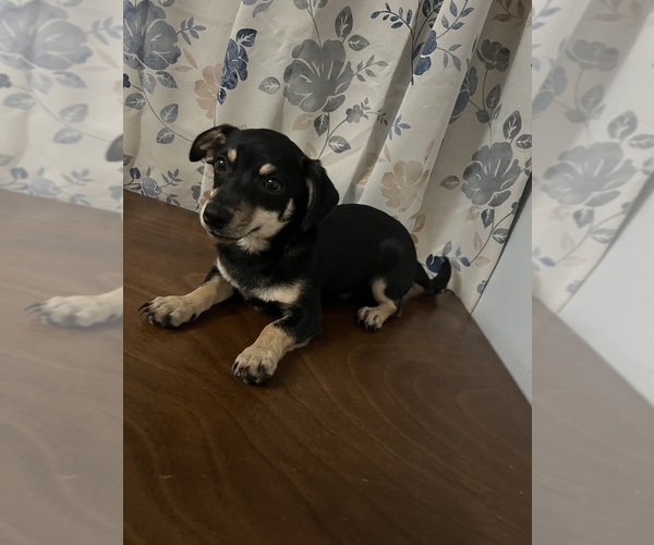 Medium Photo #47 Chihuahua Puppy For Sale in DURHAM, CT, USA