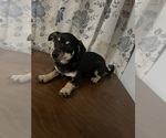 Small #46 Chihuahua