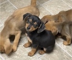 Puppy 1 Beagle-Chiweenie Mix