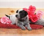 Small Photo #5 Australian Cattle Dog Puppy For Sale in HYDE PARK, VT, USA