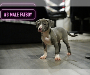 American Bully Puppy for sale in SAN ANTONIO, TX, USA