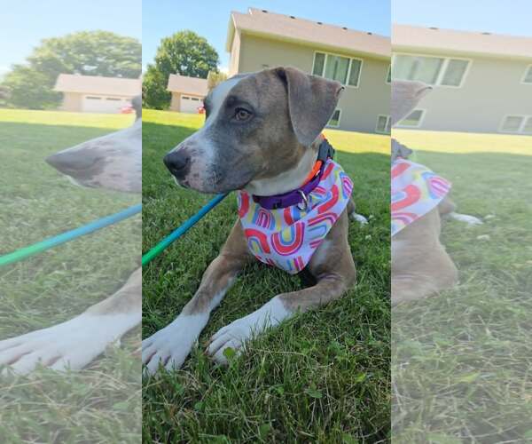 Medium Photo #3 Mutt Puppy For Sale in Crystal, MN, USA