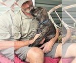 Small Photo #4 Rotticorso Puppy For Sale in REEVESVILLE, SC, USA