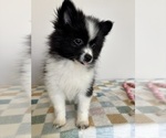 Small #5 Pomeranian