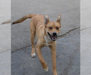 Boxer-Unknown Mix Dogs for adoption in Burnsville, MN, USA
