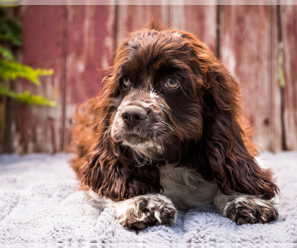Medium Photo #4 Cocker Spaniel Puppy For Sale in WAKARUSA, IN, USA