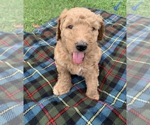 Goldendoodle Puppy for sale in DYERSBURG, TN, USA