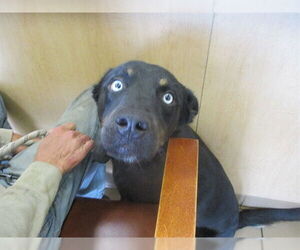 Siberian Husky-Unknown Mix Dogs for adoption in Ocala, FL, USA