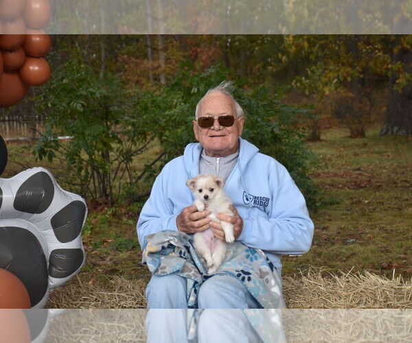 Medium Photo #4 Chihuahua-Unknown Mix Puppy For Sale in Spring Lake, NJ, USA