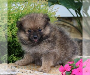 Yorkshire Terrier Puppy for sale in MANHEIM, PA, USA