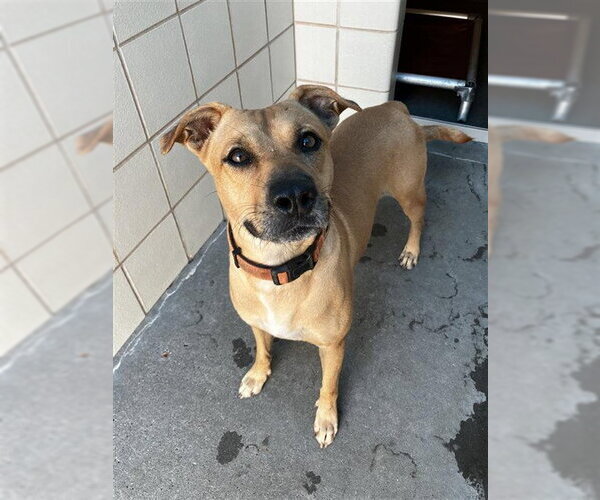 Medium Photo #2 Black Mouth Cur-Unknown Mix Puppy For Sale in Corpus Christi, TX, USA