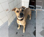 Small Photo #2 Black Mouth Cur-Unknown Mix Puppy For Sale in Corpus Christi, TX, USA