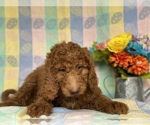 Goldendoodle Puppy for sale in LANCASTER, PA, USA