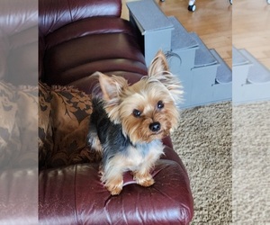 Father of the Yorkshire Terrier puppies born on 05/14/2026