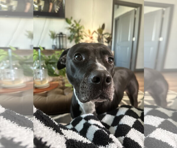 Medium Photo #4 American Pit Bull Terrier-Unknown Mix Puppy For Sale in Chandler, AZ, USA