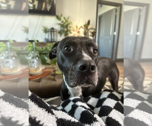 TUCKER #9 - Male American Pit Bull Terrier-Unknown Mix Dog for Adoption - Photo #4