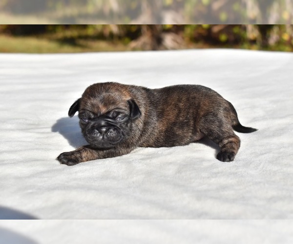 Medium Photo #4 Pug Puppy For Sale in PALM COAST, FL, USA