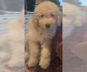 Labradoodle Puppy for sale in JEFFERSONTOWN, KY, USA