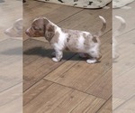 Puppy Puppy 1 Dachshund