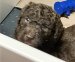 Small Photo #4 Labradoodle Puppy For Sale in CANFIELD, OH, USA