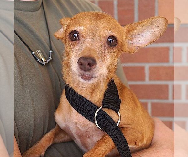 Medium Photo #2 Chihuahua Puppy For Sale in Carrollton, TX, USA