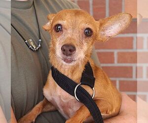 Clara - Female Chihuahua Dog for Adoption - Photo #2