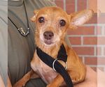 Small #1 Chihuahua