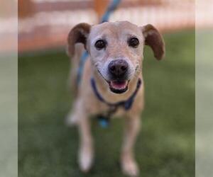 Chiweenie Dogs for adoption in Las Vegas, NV, USA