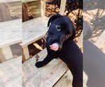 Small #1 Labrador Retriever Mix