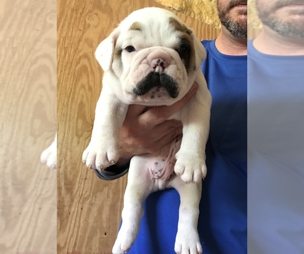 Medium Photo #1 Olde English Bulldogge Puppy For Sale in SOMERSET, KY, USA