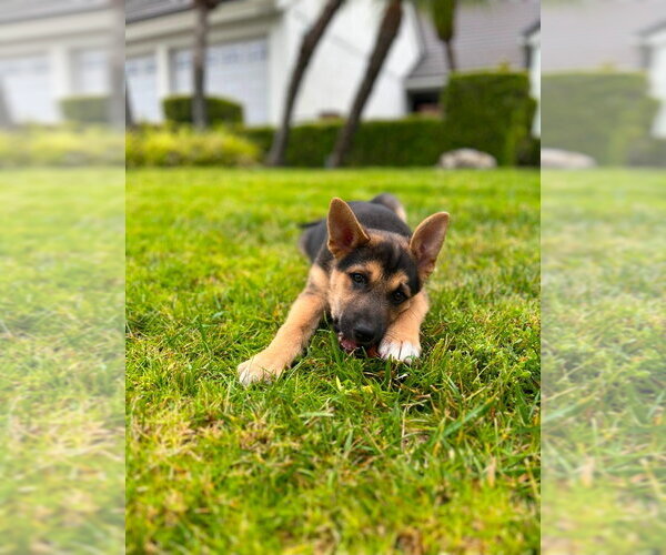 Medium Photo #8 Mutt Puppy For Sale in Lake Forest, CA, USA