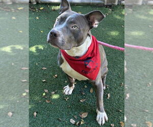 American Pit Bull Terrier Dogs for adoption in Pompano Beach , FL, USA