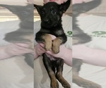 Small #7 German Shepherd Dog