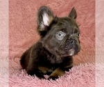 Small Photo #22 French Bulldog Puppy For Sale in BOTHELL, WA, USA