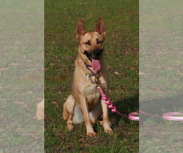 Medium Photo #2 German Shepherd Dog-Unknown Mix Puppy For Sale in Attalka, AL, USA