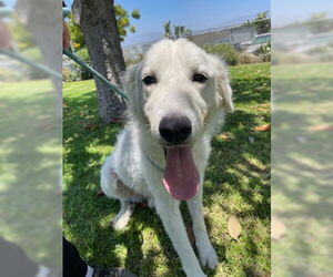 Labrenees Dogs for adoption in Ventura, CA, USA