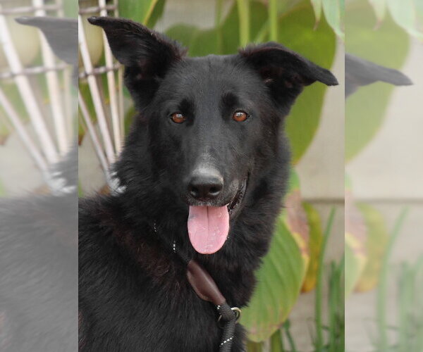 Medium Photo #1 Border Collie-Unknown Mix Puppy For Sale in Lake Forest, CA, USA