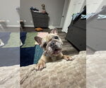 Small #4 French Bulldog Mix