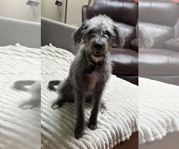 Medium Photo #3 Miniature Schnauzer-Unknown Mix Puppy For Sale in Phoenix, AZ, USA