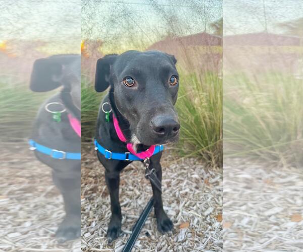 Medium Photo #1 Labrador Retriever-Unknown Mix Puppy For Sale in Pompano Beach , FL, USA