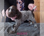 Small #1 German Shorthaired Pointer