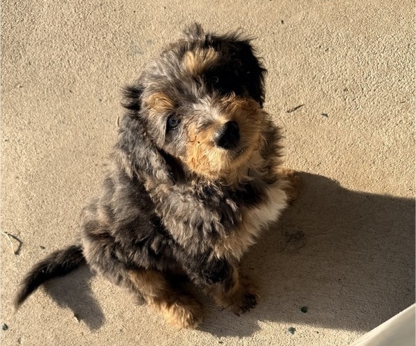 Medium Photo #13 Aussie-Poo-Bernedoodle Mix Puppy For Sale in LEXINGTON, SC, USA