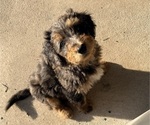 Small #12 Aussie-Poo-Bernedoodle Mix