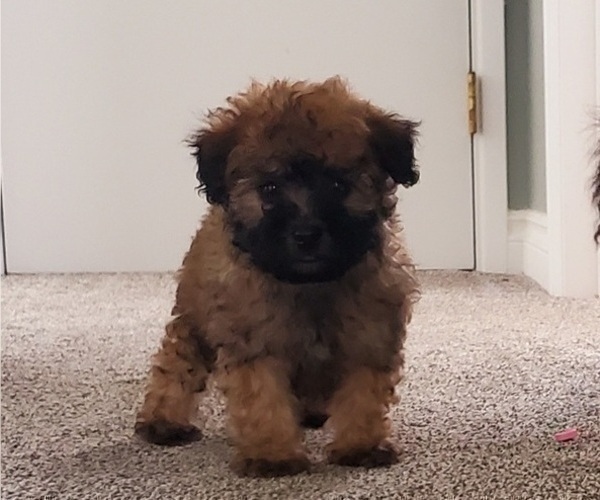 Medium Photo #7 ShihPoo Puppy For Sale in ZILLAH, WA, USA