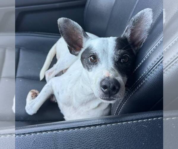 Medium Photo #19 Rat Terrier-Unknown Mix Puppy For Sale in Oak Bluffs, MA, USA